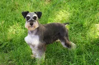 AKC Alex, a male Miniature Schnauzer for sale in Syracuse, IN – Photo 10 of 10
