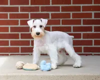 AKC Alex, a male Miniature Schnauzer for sale in Syracuse, IN – Photo 6 of 10