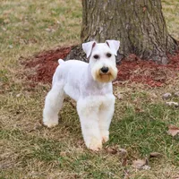 AKC Alex - Neutered, a male Miniature Schnauzer for sale in Syracuse, IN – Photo 1 of 10