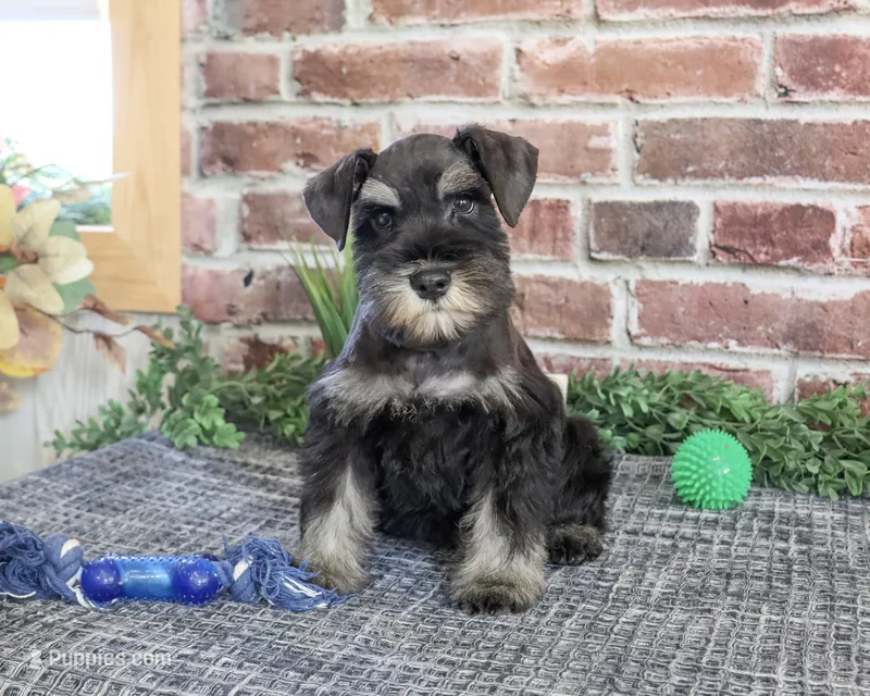 AKC Thornton – Miniature Schnauzer puppy for sale in Syracuse, IN