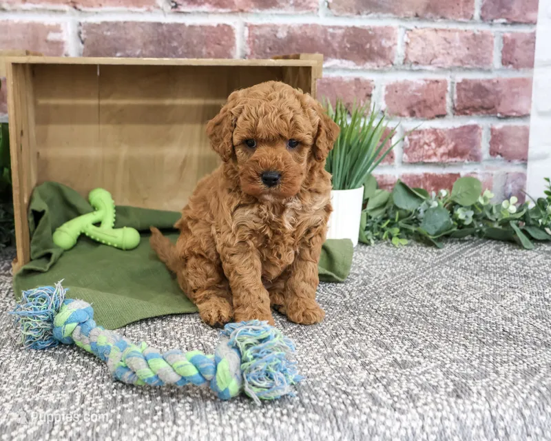 F1B Denny – Goldendoodle puppy for sale in Syracuse, IN