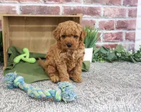 F1B Denny, a male Goldendoodle for sale in Syracuse, IN – 1 of 5
