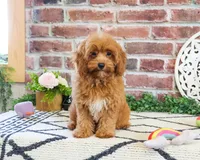 F1B Frappe, a female Cavapoo for sale in Syracuse, IN – 3 of 5