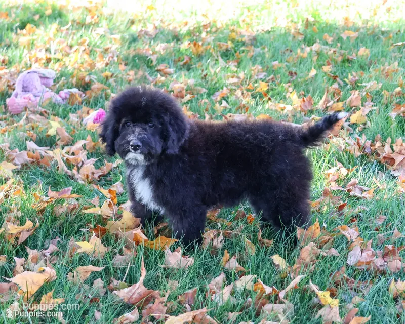 F1B Wrenly – Saint Berdoodle puppy for sale in Syracuse, IN