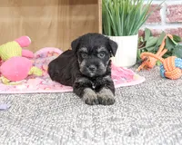 AKC Tessa , a female Miniature Schnauzer for sale in Syracuse, IN – 3 of 6