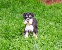 AKC Azriel, a male Miniature Schnauzer for sale in Syracuse, IN – 5 of 10