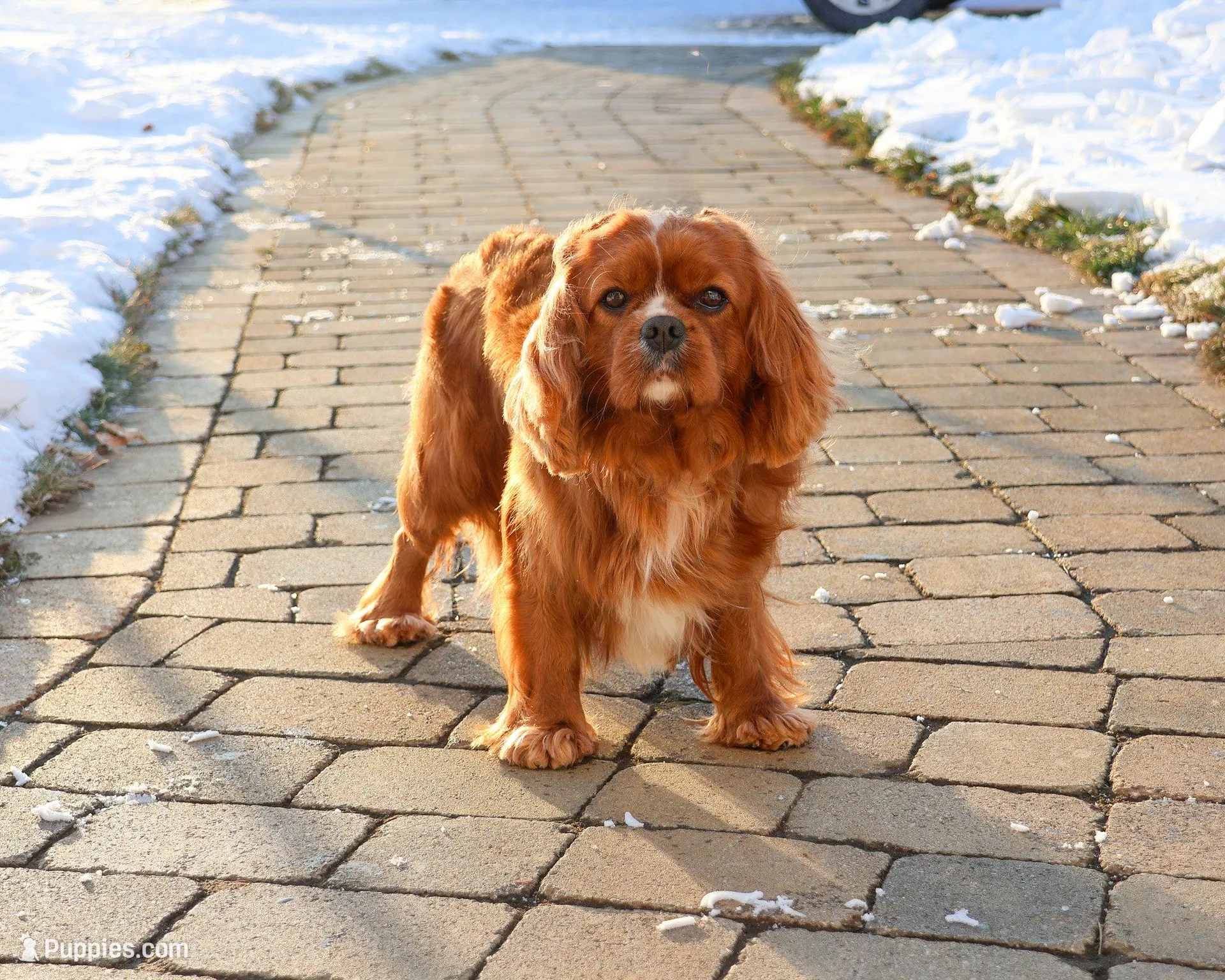AKC Keanu , a male Cavalier King Charles Spaniel for sale in Syracuse, IN – Photo 7 of 7