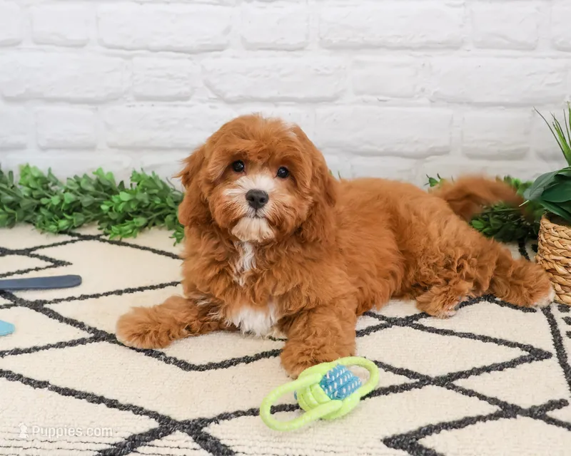 F1 Clover  – Cavapoo puppy for sale in Syracuse, IN