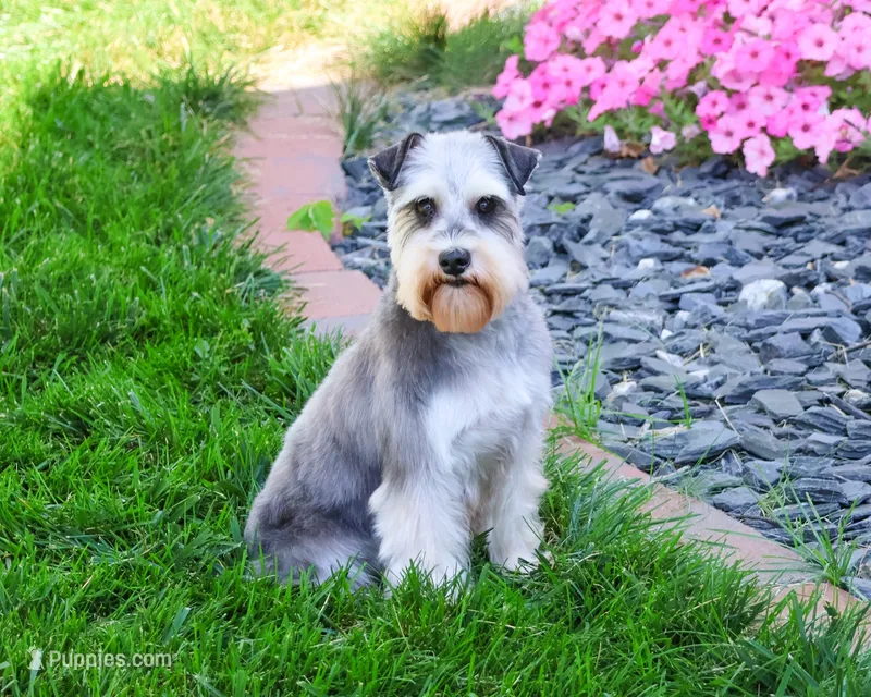 Sophie – Miniature Schnauzer puppy for sale in Syracuse, IN