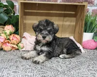 AKC Denise, a female Miniature Schnauzer for sale in Syracuse, IN – 2 of 5