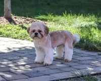 AKC Fox , a male Shih Tzu for sale in Syracuse, IN – 5 of 10
