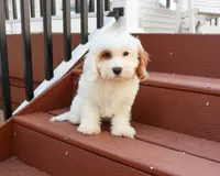 F1 Shiloh , a male Cavapoo for sale in Syracuse, IN – 4 of 10