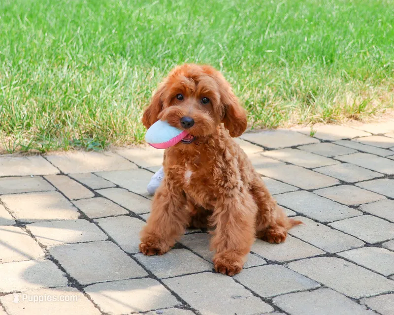 F1B Noelle  – Cavapoo puppy for sale in Syracuse, IN