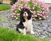 Karli , a female Cavalier King Charles Spaniel for sale in Syracuse, IN – 1 of 1