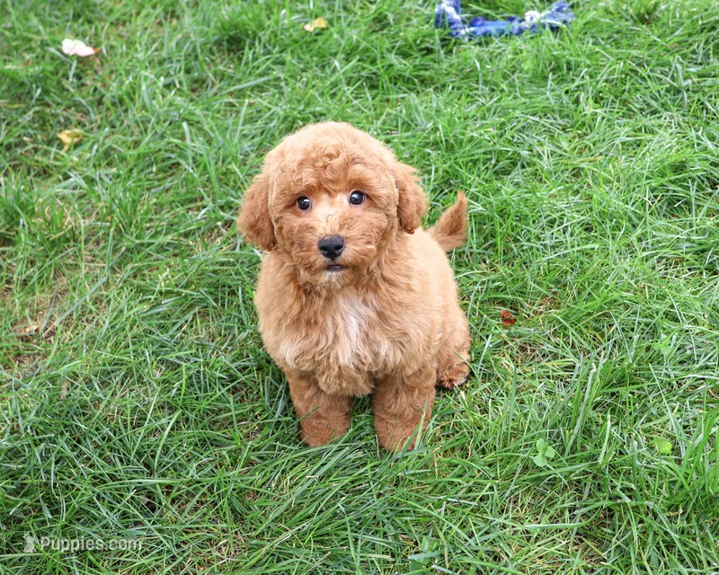 F1B Denny – Goldendoodle puppy for sale in Syracuse, IN