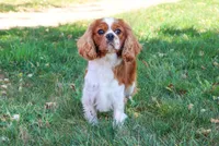 Rambo , a male Cavalier King Charles Spaniel for sale in Syracuse, IN – 6 of 8
