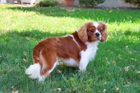 Rambo , a male Cavalier King Charles Spaniel for sale in Syracuse, IN – 4 of 8