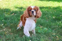 Rambo , a male Cavalier King Charles Spaniel for sale in Syracuse, IN – 3 of 8
