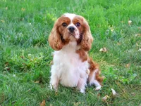 Rambo , a male Cavalier King Charles Spaniel for sale in Syracuse, IN – 8 of 8