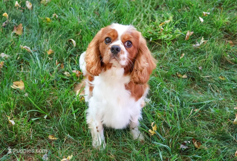 Rambo  – Cavalier King Charles Spaniel puppy for sale in Syracuse, IN