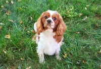 Rambo , a male Cavalier King Charles Spaniel for sale in Syracuse, IN – 1 of 8