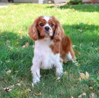 Rambo , a male Cavalier King Charles Spaniel for sale in Syracuse, IN – 5 of 8
