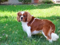 Rambo , a male Cavalier King Charles Spaniel for sale in Syracuse, IN – 2 of 8