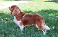 Rambo , a male Cavalier King Charles Spaniel for sale in Syracuse, IN – 7 of 8