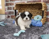AKC Arlo, a male Shih Tzu for sale in Syracuse, IN – 3 of 6
