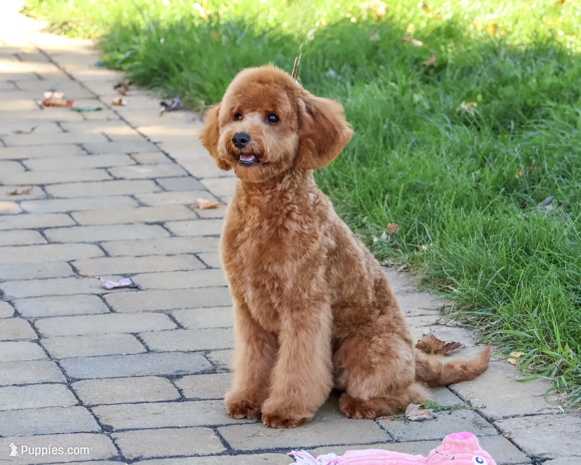 F1B Chanel, a female Cavapoo for sale in Syracuse, IN – 4 of 10