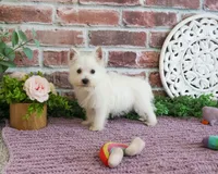 AKC Bonnie, a female West Highland White Terrier for sale in Syracuse, IN – 2 of 10