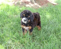 F1B Willow, a female Saint Berdoodle for sale in Syracuse, IN – 2 of 5