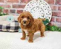 F1B Illius , a male Cavapoo for sale in Syracuse, IN – 4 of 8