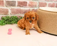 AKC Dreamer, a female Cavalier King Charles Spaniel for sale in Syracuse, IN – 2 of 7