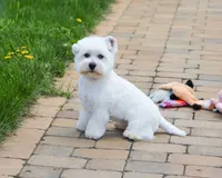 AKC Wren, a female West Highland White Terrier for sale in Syracuse, IN – 5 of 5