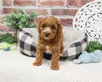 F1B Illius , a male Cavapoo for sale in Syracuse, IN – 2 of 8