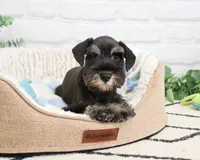 AKC Louie , a male Miniature Schnauzer for sale in Syracuse, IN – 5 of 10