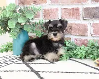 AKC Otto , a male Miniature Schnauzer for sale in Syracuse, IN – 4 of 7