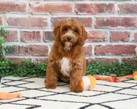 F1B Illius , a male Cavapoo for sale in Syracuse, IN – 3 of 10