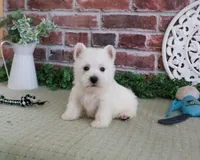 AKC Hamish, a male West Highland White Terrier for sale in Syracuse, IN – 4 of 5