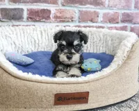 AKC Jacob, a male Miniature Schnauzer for sale in Syracuse, IN – 4 of 5