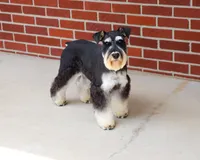 Jasper, a male Miniature Schnauzer for sale in Syracuse, IN – 1 of 9