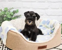 AKC Louie , a male Miniature Schnauzer for sale in Syracuse, IN – 8 of 10