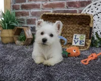 AKC Wallace , a male West Highland White Terrier for sale in Syracuse, IN – 4 of 10