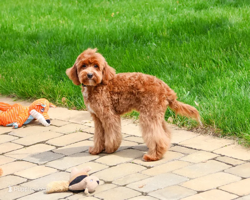F1B Charles – Cavapoo puppy for sale in Syracuse, IN