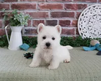 AKC Hamish, a male West Highland White Terrier for sale in Syracuse, IN – 1 of 5