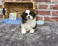 AKC Abel, a male Shih Tzu for sale in Syracuse, IN – 6 of 6