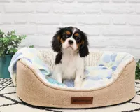 AKC Kaiden , a male Cavalier King Charles Spaniel for sale in Syracuse, IN – 3 of 10
