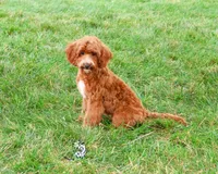 F1B Illius , a male Cavapoo for sale in Syracuse, IN – 4 of 10