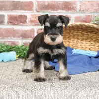 AKC Sherman, a male Miniature Schnauzer for sale in Syracuse, IN – Photo 6 of 10